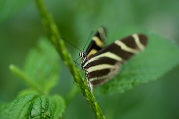 Closeup shot of a butterfly on the leaves