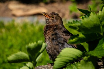 Selective focus shot of a Common blackbird perched on a tree