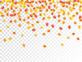 Maple leaves vector illustration, autumn foliage on transparent background.