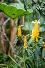 Pachystachys lutea Nees - Yellow Thick Eared in the jungle of bali, indonesia
