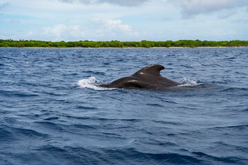 Pilot whale at a coast near a island of the Maldives