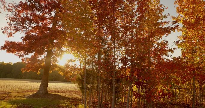 Beautiful fall scene of a park with different types of colorful trees at sunset in Tennessee, USA