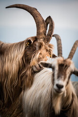 A couple of goats sharing a moment together