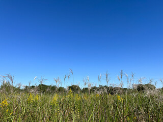 青空とススキ
