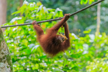 orangutans or pongo pygmaeus is the only asian great found on the island of Borneo and Sumatra