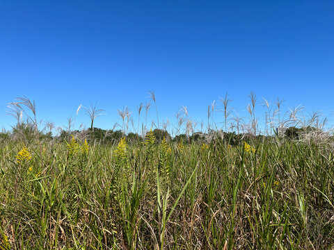 corn field against sky
