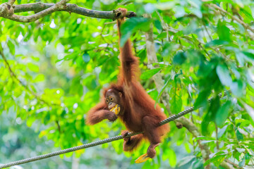 orangutans or pongo pygmaeus is the only asian great found on the island of Borneo and Sumatra