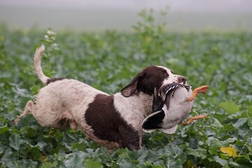 English Springer Spaniel puppy fetching a duck