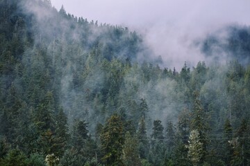 Forest with tall trees covered by fog