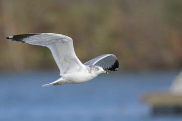 Macro of a seagull flying in the air