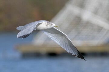 Macro of a seagull flying in the air