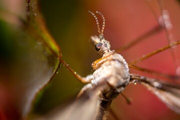 Macro of a tipula on a wet plant