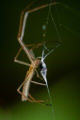 Vertical macro of an orb-weaver spider over a green background