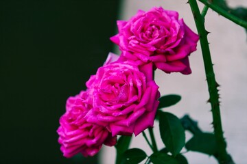 Shot of pink blooming roses with green leaves and thorns with a grey and black background