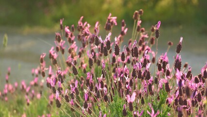 Naklejka premium Closeup shot of blooming purple french lavender flowers on a field