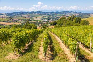 Fototapeta na wymiar Barbera vineyard in Piedmont region, Italy. Countryside landscape in Langhe area