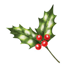 Holly berry christmas branch. Watrcolor holly illustration. 