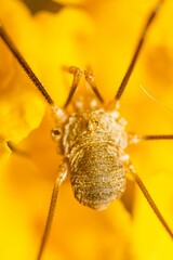 Vertical selective focus shot of an Opiliones
