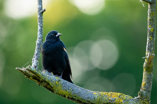 Closeup Shot Of A Yellow-shouldered Blackbird