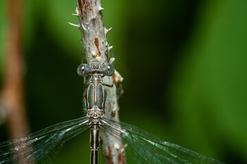 Selective focus shot of a dragonfly on a stick