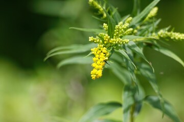 Closeup shot of a yellow green giant goldenrod plant