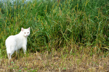albinos, biały kot na zielonej trawie - obrazy, fototapety, plakaty