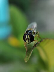 Macro shot of insect perched on green leaf in the blurred background