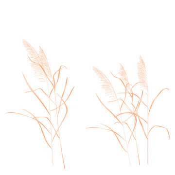 Dry reeds. The swampy kapush swings in the wind. dried flower. Abstract dry grass flowers, herbs. Vector stock illustration isolated on a white background.
