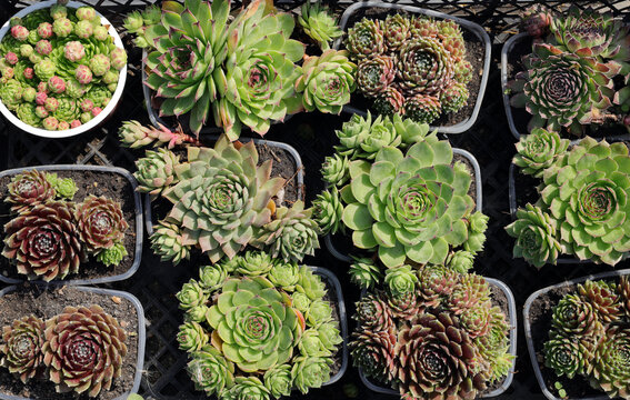 Colourful houseleeks (lat.Sempervivum) grow in seedling containers