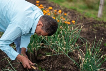 Middle-aged Hispanic male farmer in boots working on an agricultural field harvesting leeks