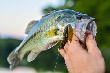 Closeup shot of a person holding a freshly caught fish on a hook