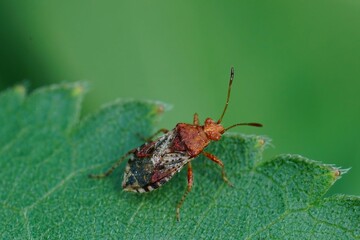 Close up of a Rhopalus subrufus bug on a green leaf and blurred background