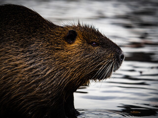 Nutria, myocastor coypus, urban rodent