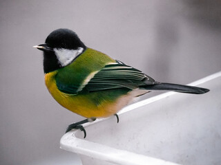 Obraz premium Titmouse close-up on the feeder. Bird in natural habitat. Bright feathers. Winter animals.