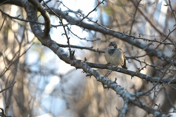 Closeup shot of a Eurasian tree sparrow, standing on a bare tree branch in a forest, on a sunny day