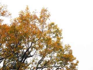 Yellow and orange autumn leaves