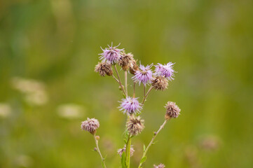 Closeup of creeping thistle flowers with green blurred background