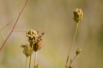 Closeup of wild carrot bud with selective focus on foreground