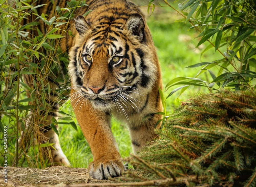 Wall mural Closeup of a Sumatran tiger (Panthera tigris sumatrae) in a park