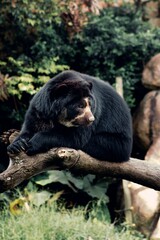 Vertical shot of a bear laying on a branch