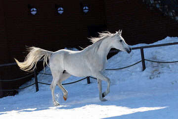 Fototapeta na wymiar White beautiful arabian horse on natural winter background, in motion closeup
