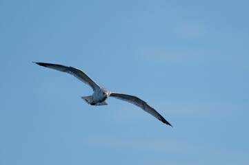 Fantastic shot of a flying seagull a seabird of the Laridae family in the air under a blue sky
