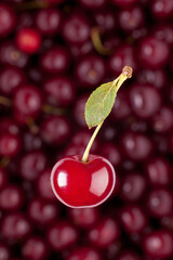 creative image of single cherry with spig and leaf in front of defocused heap of berries