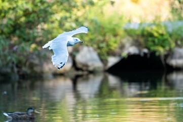 Fantastic shot of a flying seagull a seabird of the Laridae family over a lake