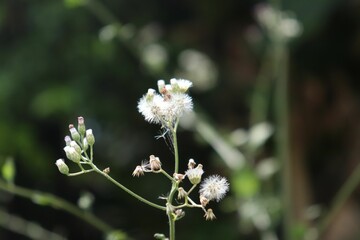 Selective focus of Erigeron bonariensis with blurred background