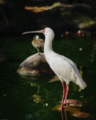 Vertical side closeup of an African spoonbill standing in the water with blurred background