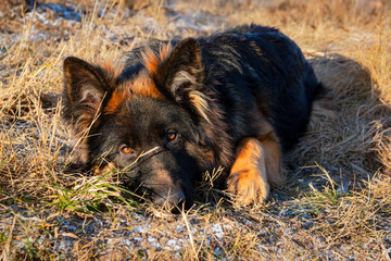 Obraz na płótnie Canvas Beautiful German Shepherd, smart and easy to train on the edge of the forest in Russia... 
