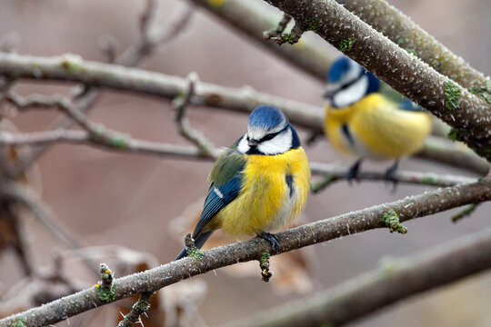 The Eurasian blue tit (Cyanistes caeruleus)is a small passerine bird in the tit family, Paridae. It is easily recognisable by its blue and yellow plumage and small size.