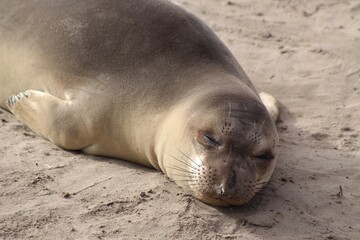 Closeup of a sunlit sleeping elephant seal lying on the sandy beach