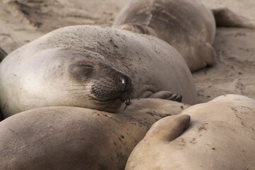 Closeup of a sunlit sleeping elephant seals lying on the sandy beach